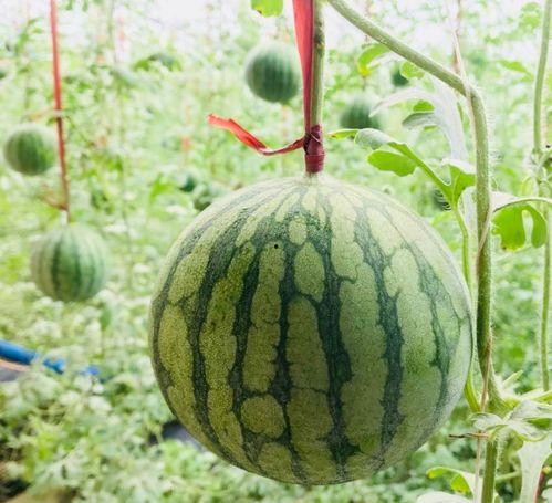 马苞瓜怎么吃,解锁美味新体验