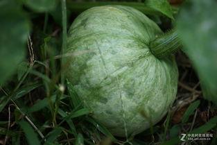 mileapo在线吃瓜,在线吃瓜界的风云人物