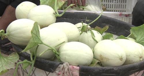 崇明咸瓜怎么吃,解锁美味新体验