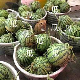 娱乐吃瓜君什么瓜,娱乐圈最新重磅瓜料大公开！