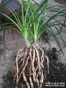 蒲瓜兰可以吃吗