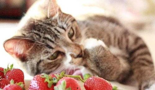 猫咪可以吃角瓜