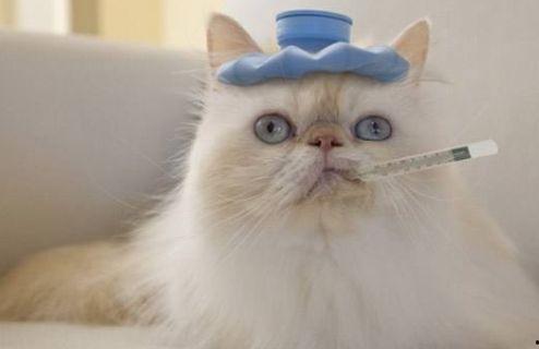 猫咪可以吃角瓜