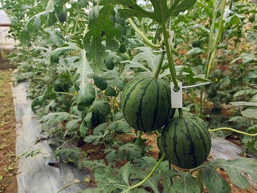 小盆同学吃瓜,揭秘校园里的那些“瓜”