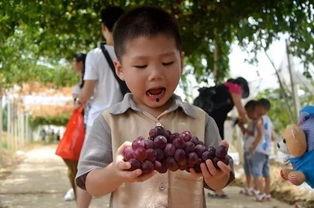 西瓜部落吃瓜群,揭秘网络社交圈的趣味与热议