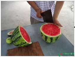 西瓜部落吃瓜群,揭秘网络社交圈的趣味与热议