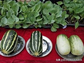 章丘吃瓜,揭秘当地特色美食背后的故事