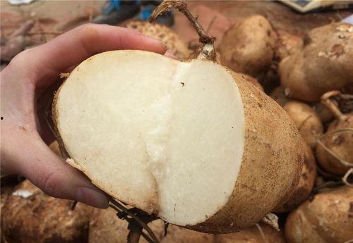 吃瓜吃土,探寻吃瓜吃土的趣味生活