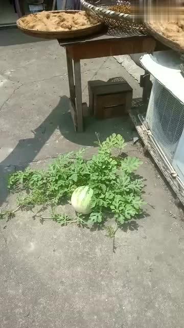 水泥厂吃瓜,水泥厂里的夏日“吃瓜”趣事