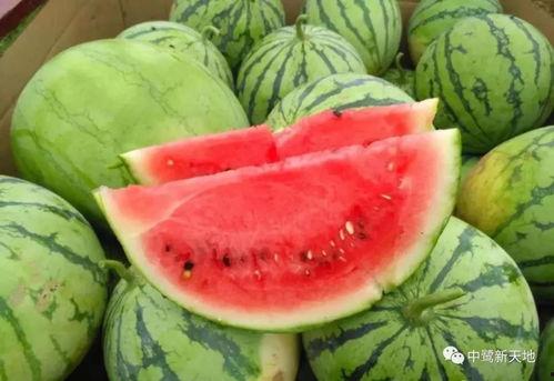 仲夏吃瓜攻略视频,跟着攻略视频解锁夏日吃瓜新姿势