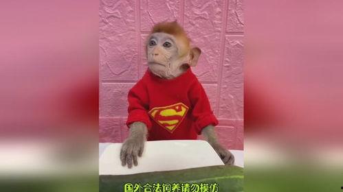 猴哥黑板吃瓜,揭秘猴界奇闻轶事