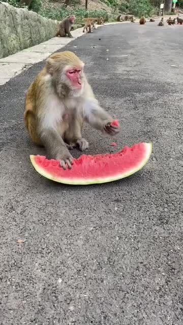 猴哥黑板吃瓜,揭秘猴界奇闻轶事