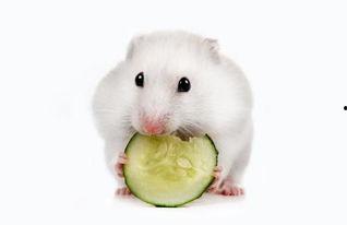 仓鼠麻利吃瓜,萌宠美食瞬间