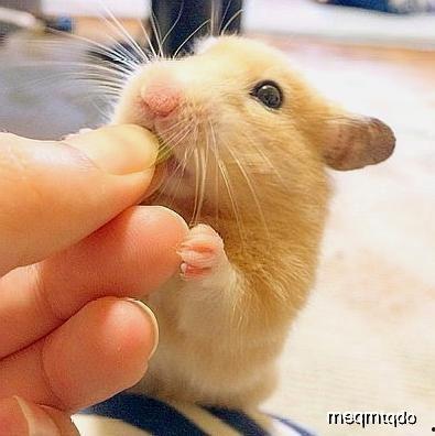 仓鼠麻利吃瓜,萌宠美食瞬间