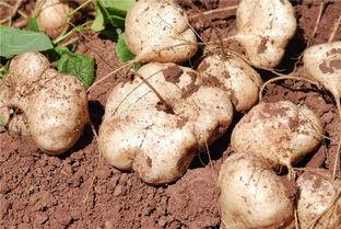 土瓜不能和什么吃,哪些食材不宜与土瓜同食