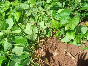 土瓜不能和什么吃,哪些食材不宜与土瓜同食