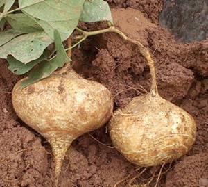 土瓜不能和什么吃,哪些食材不宜与土瓜同食