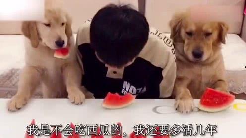 吃瓜表情啃狗头,趣味横生的网络新梗解析