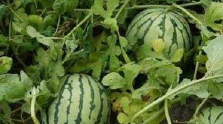 吃瓜的时候说瓜甜,揭秘吃瓜时刻的甜蜜奥秘