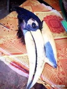 犀鸟吃瓜的图片大全,瓜果盛宴中的美食探险家