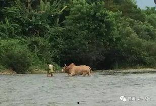 犀鸟吃瓜的图片大全,瓜果盛宴中的美食探险家
