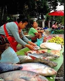 犀鸟吃瓜的图片大全,瓜果盛宴中的美食探险家