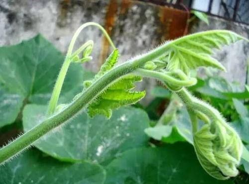 南瓜只吃苗不吃瓜