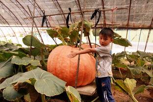 北戴河吃瓜事件,揭秘背后真相与网络舆论风暴