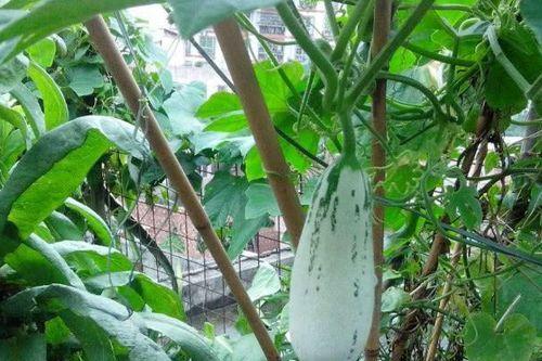 俗语吃瓜什么意思,揭秘网络时代的围观文化