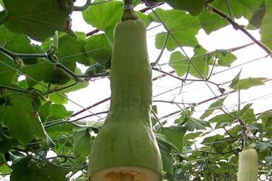 村里吃瓜图片,村民共享吃瓜欢乐时光