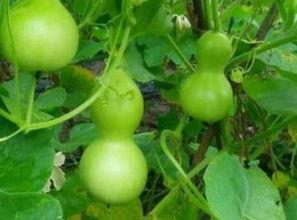 老瓠瓜如何吃,家常美味新体验