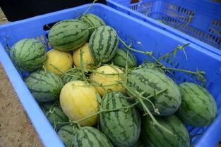 吃瓜群的瓜从哪来的