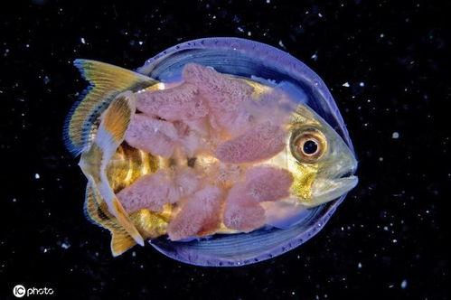 西双版纳大鱼吃瓜,大鱼悠然游，瓜果任其食