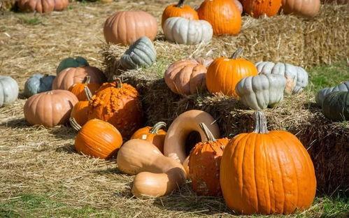 吃盼盼的瓜,探寻吃盼盼瓜的甜蜜之旅