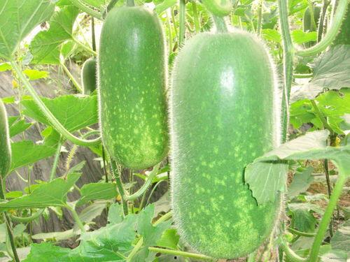 水瓜结瓜多久可以吃,从播种到美味佳肴的蜕变之旅