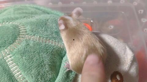 老鼠吃瓜不,揭秘动物世界的奇妙食趣