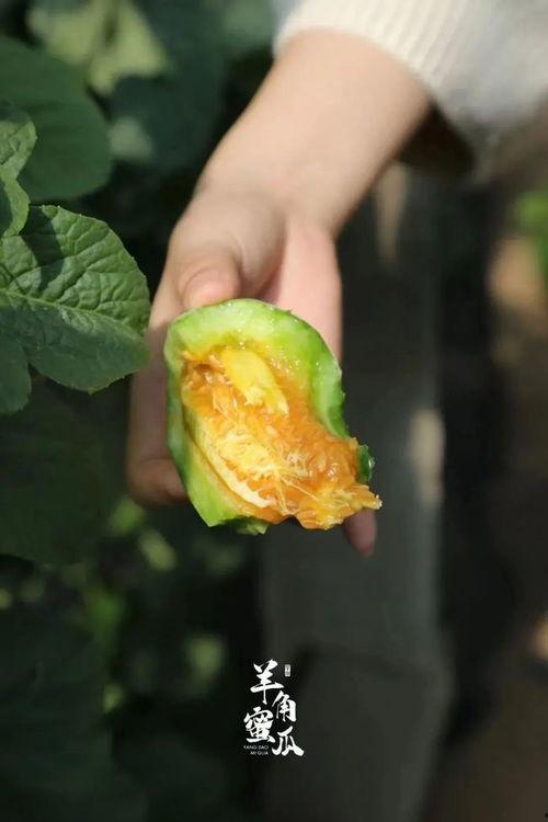 发烧吃羊角瓜好吗,发烧期间食用羊角瓜的适宜性探讨