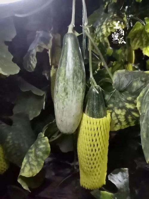 发烧吃羊角瓜好吗,发烧期间食用羊角瓜的适宜性探讨