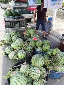 永春东关吃瓜事件,一场引发热议的网络狂欢