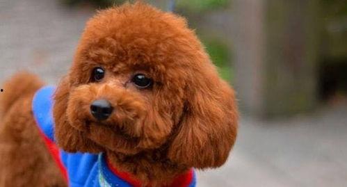 泰迪熊吃瓜,一场萌宠与瓜果的欢乐盛宴