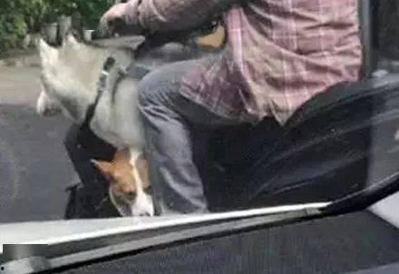 泰迪熊吃瓜,一场萌宠与瓜果的欢乐盛宴