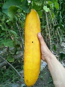 什么瓜拿来切片吃,揭秘“什么瓜”切片的独特风味