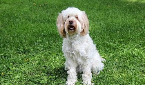 狗可以吃蓝瓜吗,狗狗的禁忌美食还是健康零食？