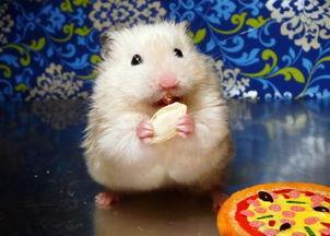 仓鼠可以吃向日葵瓜吗,向日葵瓜的适宜性解析