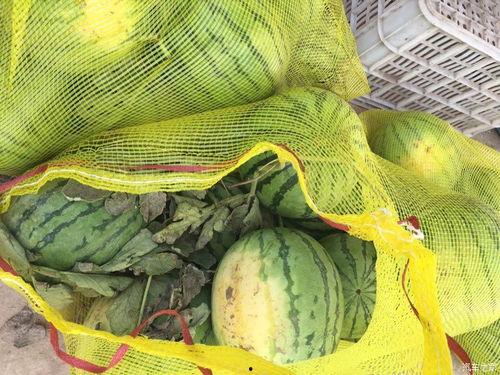 车友吃瓜网,揭秘汽车圈那些不为人知的幕后故事