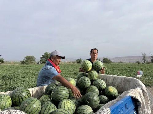 大漠瓜客吃瓜内容,瓜田里的美食探险记