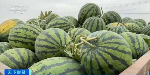 大漠瓜客吃瓜内容,瓜田里的美食探险记