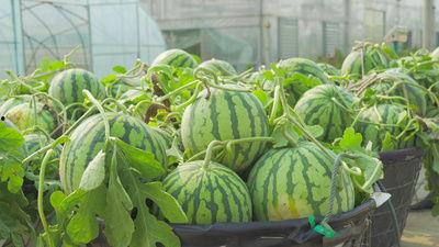 新乡的吃瓜视频,揭秘当地美食文化盛宴