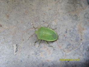 臭屁虫吃瓜视频