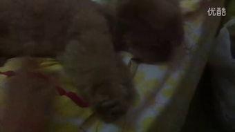 臭屁虫吃瓜视频